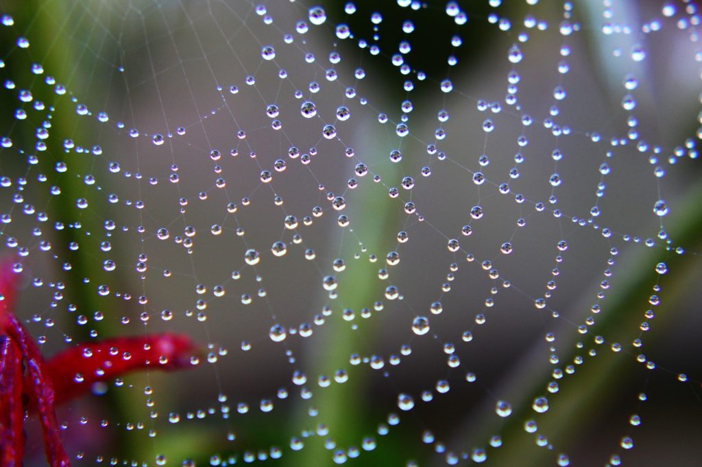 spider web, drops, water drops-3706869.jpg