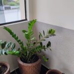 IMG_20241129_090326602_HDR_AE